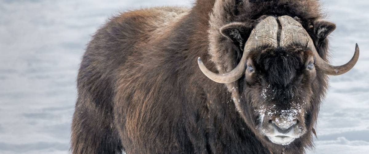 Musk Ox