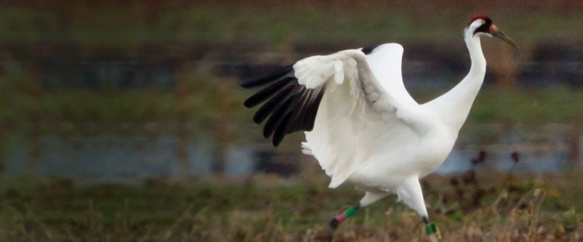 Whooping Crane