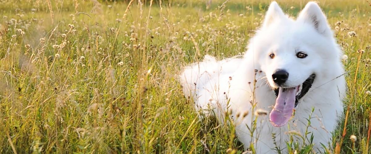 Samoyed Dog