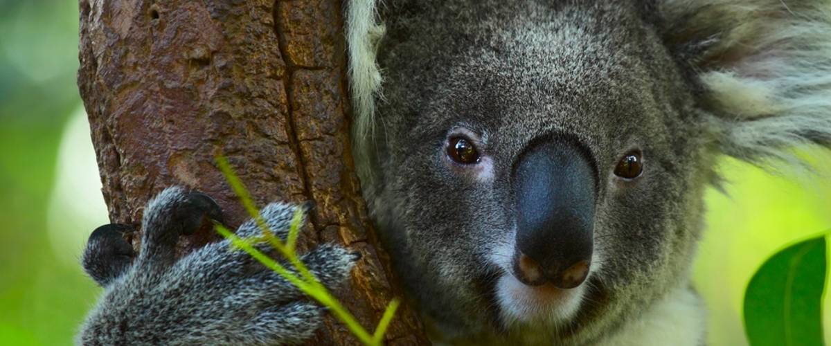 Koala