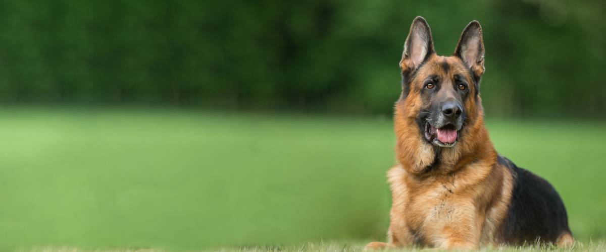 German Shepard