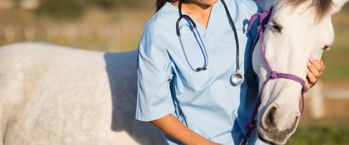 Horse and Veterinarian
