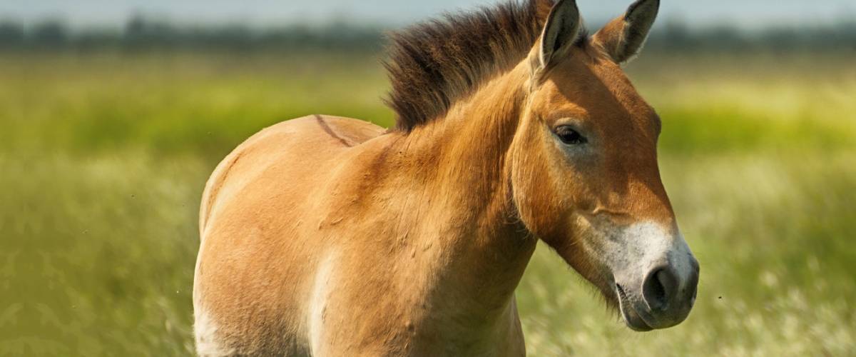 Przewalski's Horse – Riding Away from Extinction | Morris Animal Foundation