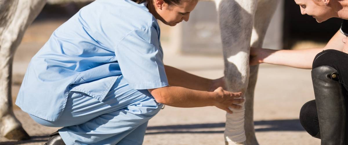 Horse and Veterinarian