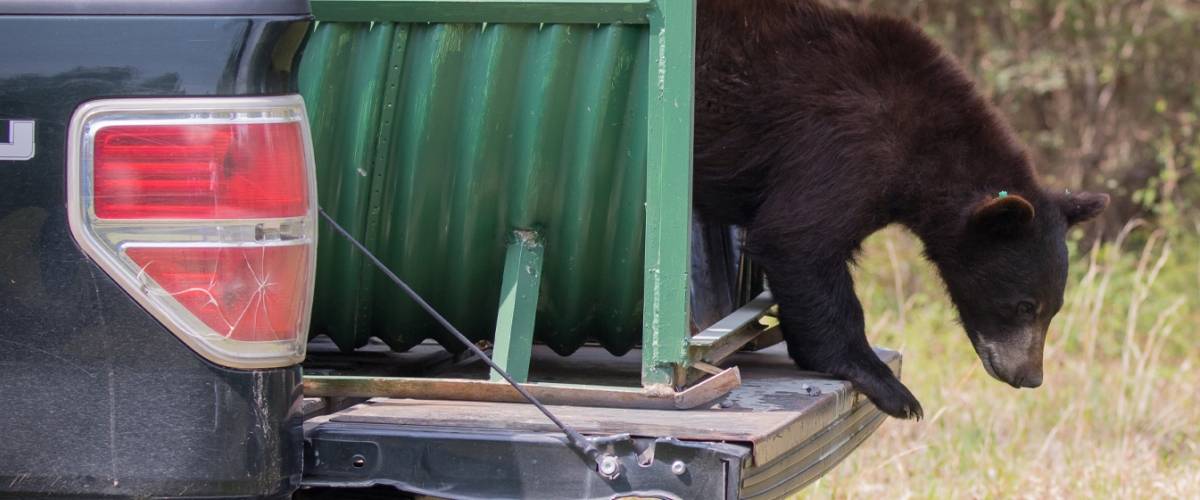 Bear with Mange Being Released