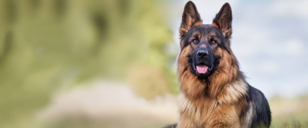 Hemangiosarcoma A Heartbreaking Cancer That Strikes Without