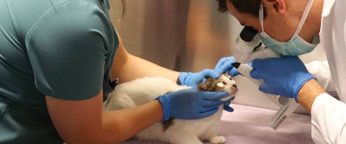 Cat with Veterinarian