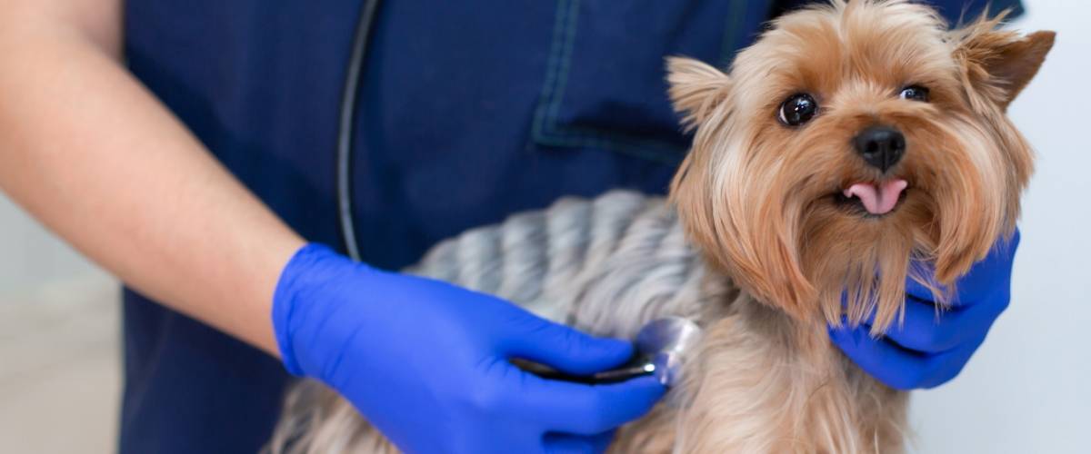 Dog with Veterinarian