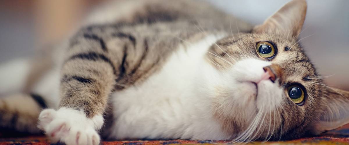 Episode 20 Update On Feline Viruses And Covid 19 Morris Animal Foundation