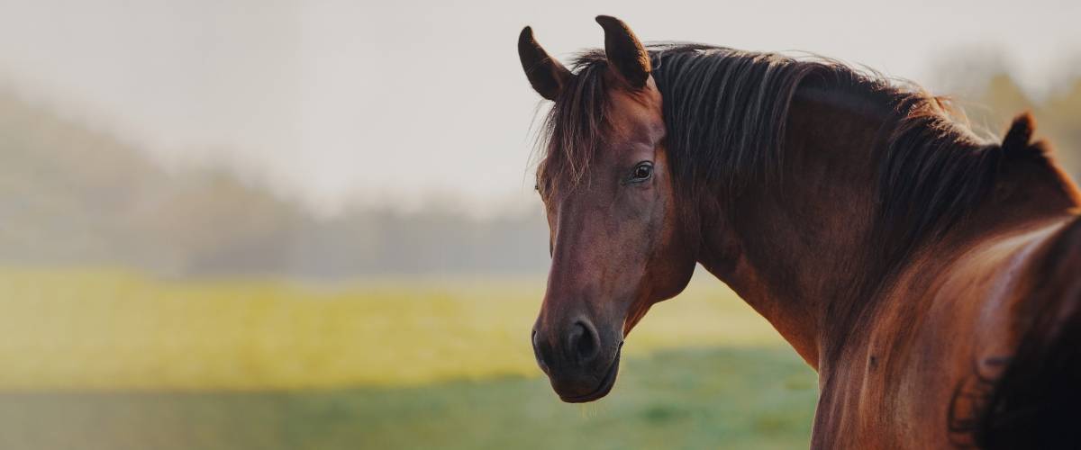 No Horsing Around With Cancer Morris Animal Foundation