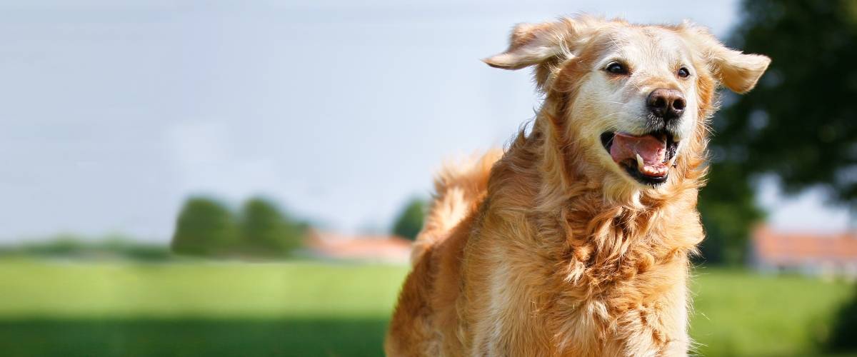 Golden Retriever