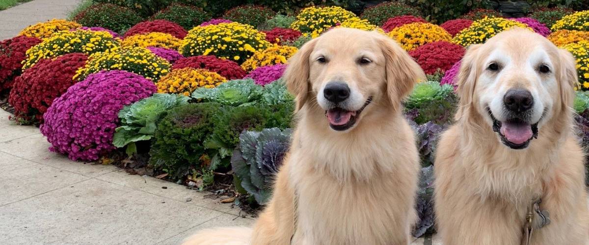 Golden Retrievers