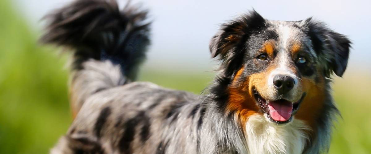 Australian Shepherd