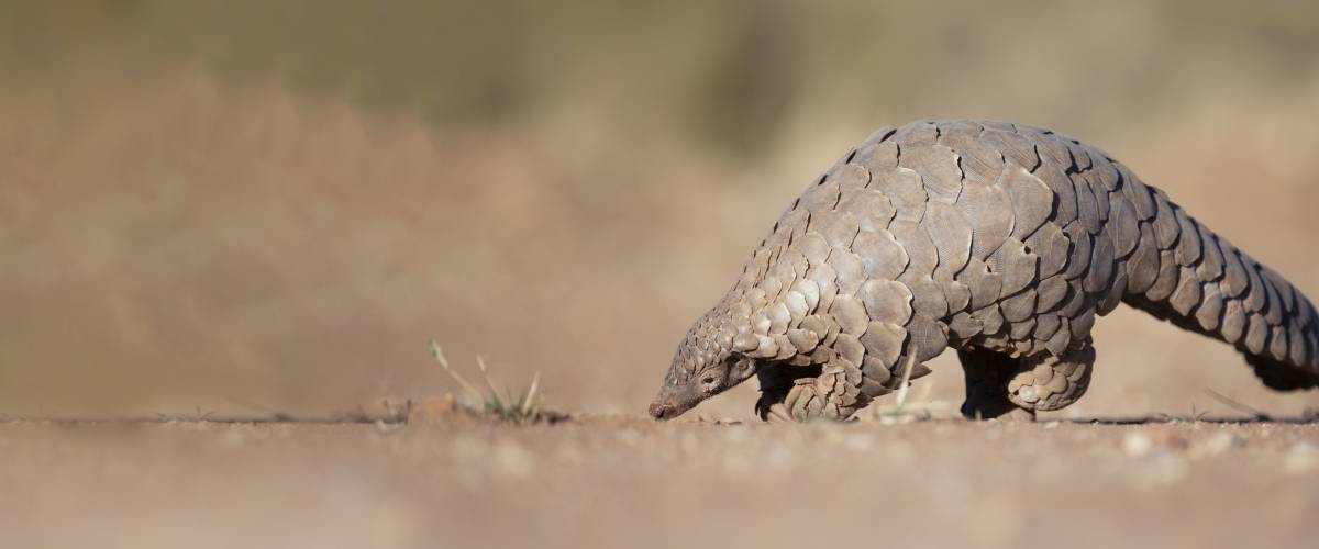 Pangolin