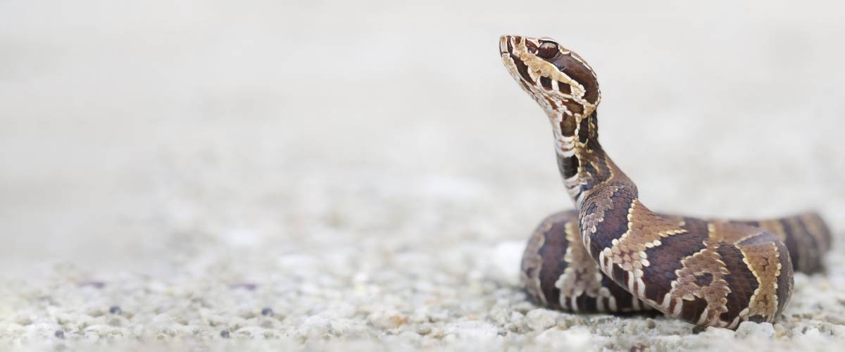 Close Encounters of the Slithering Kind - Snake Bite on Dogs | Morris Animal  Foundation