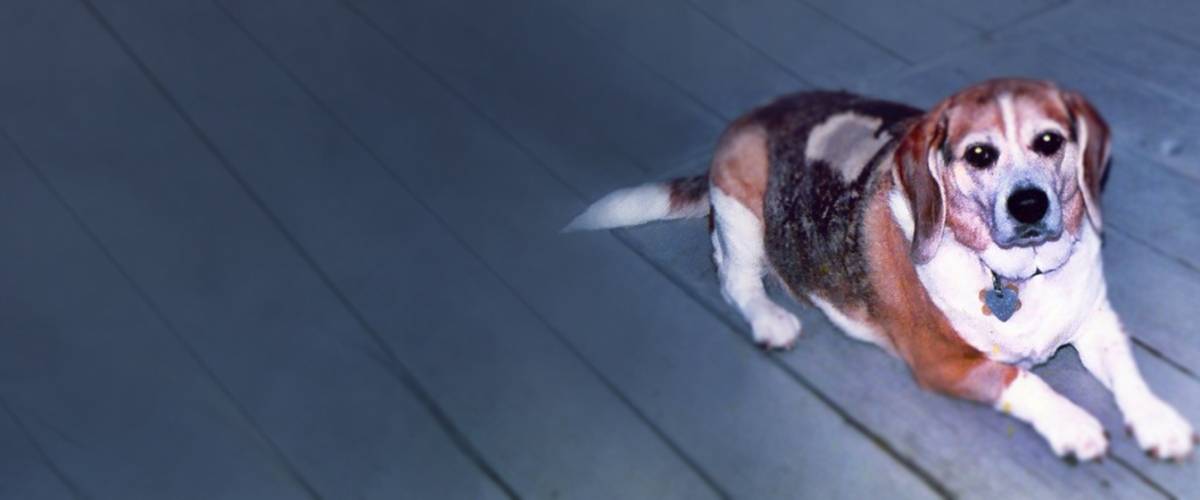Imha clearance dogs prognosis