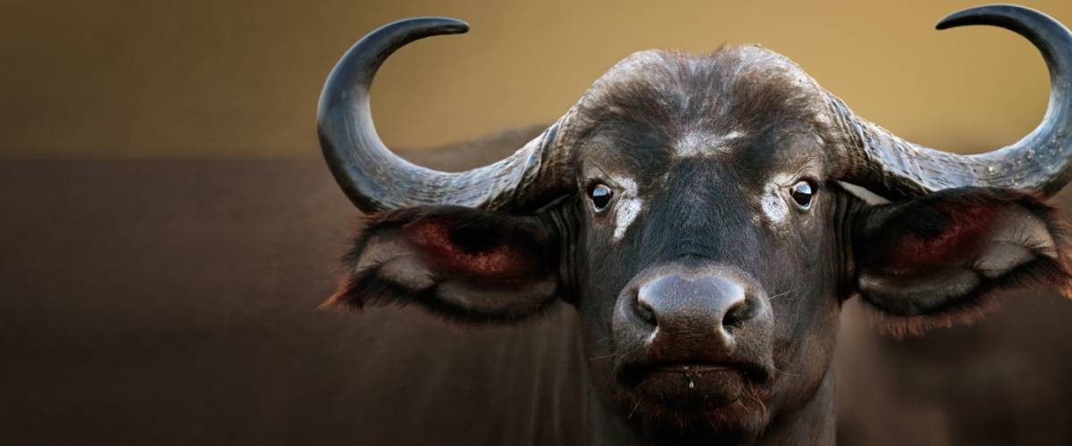 African Buffalo