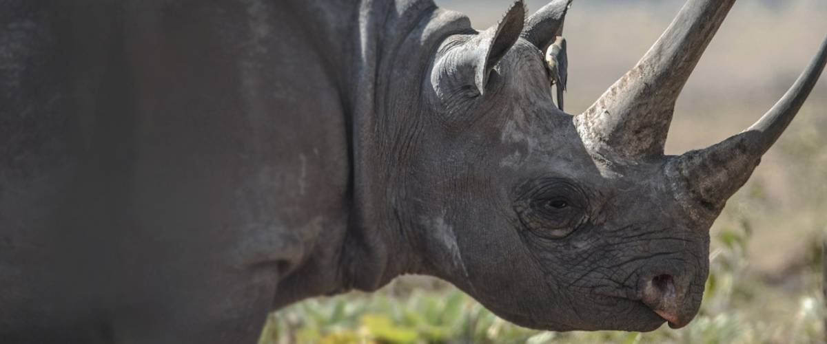 Black Rhinoceros