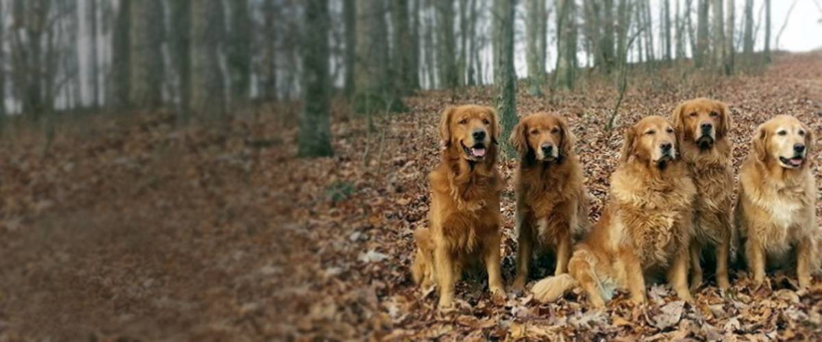 Golden Retrievers