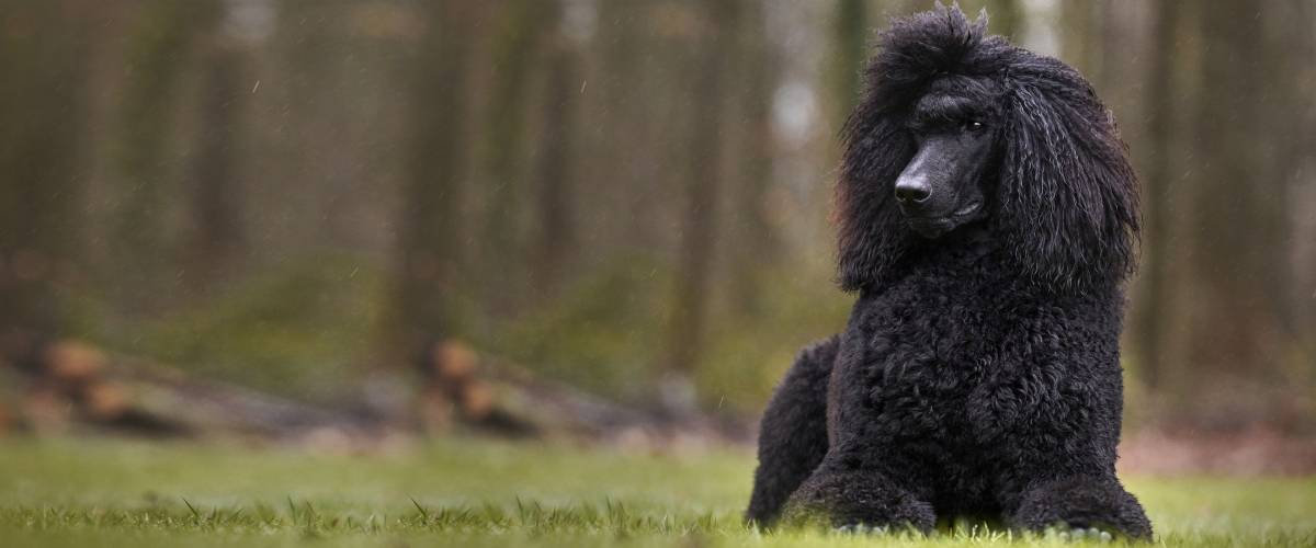 Poodle