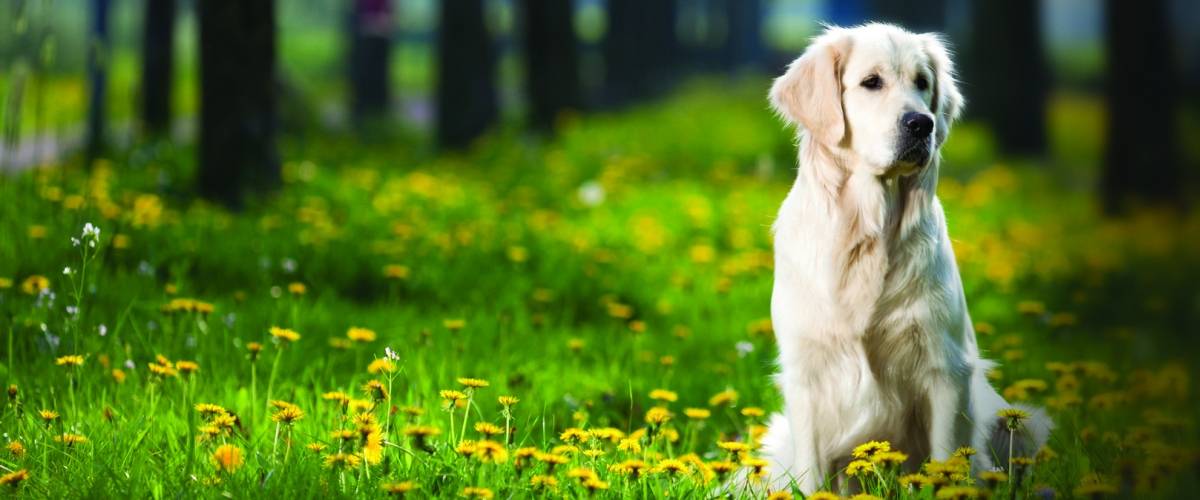 Golden Retriever