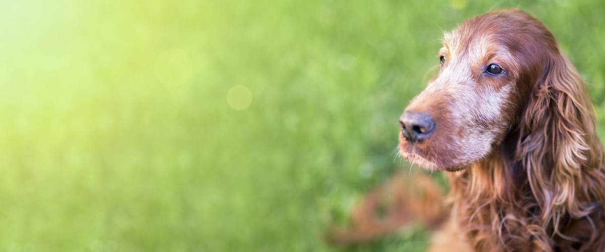 Older dog in the grass