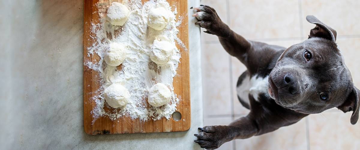 Dog watching owner bake