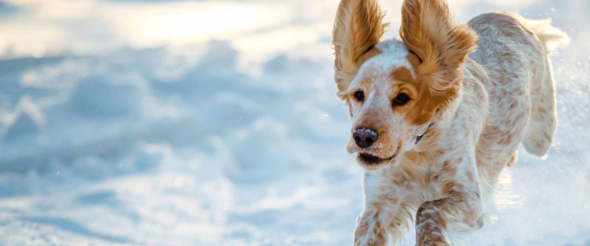 Dog running in snow