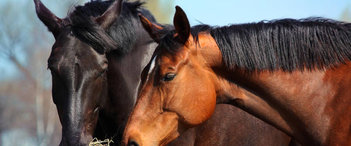 Black horse and brown horse eating hay