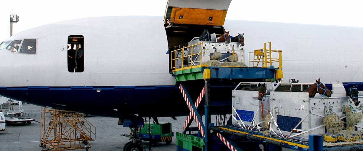 Horses on an airplane