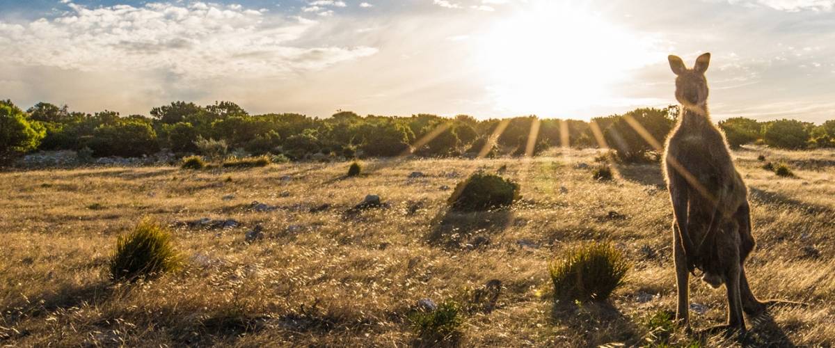 kangaroo at sunset