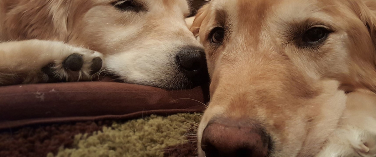 Faye Silverman's Golden Retrievers