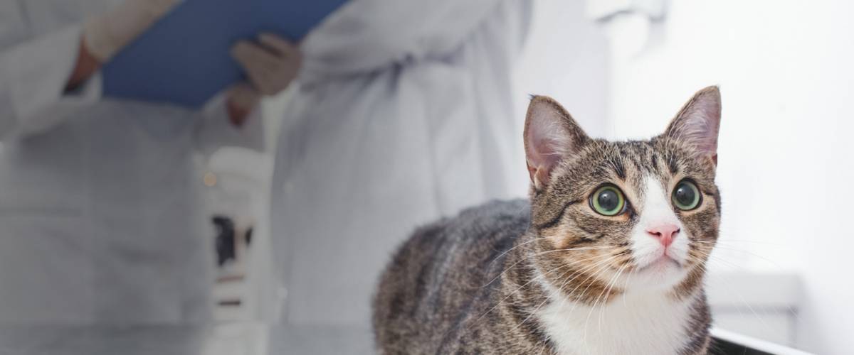 Cat with a veterinarian