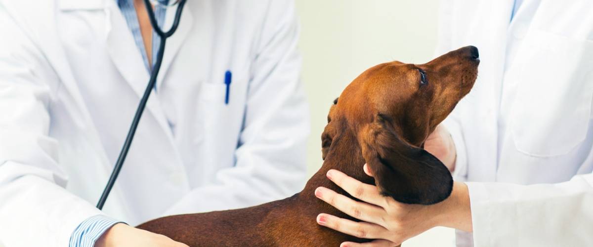 Dog with veterinarian