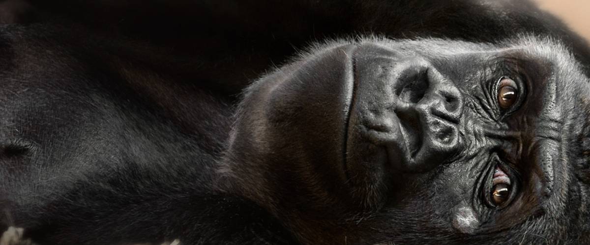 Gorilla