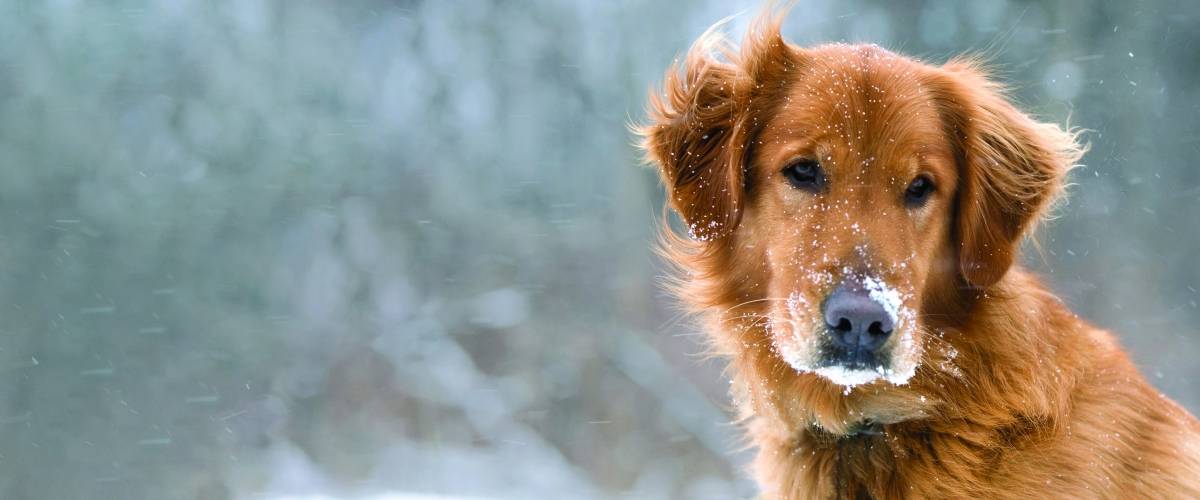 Golden retriever in the snow