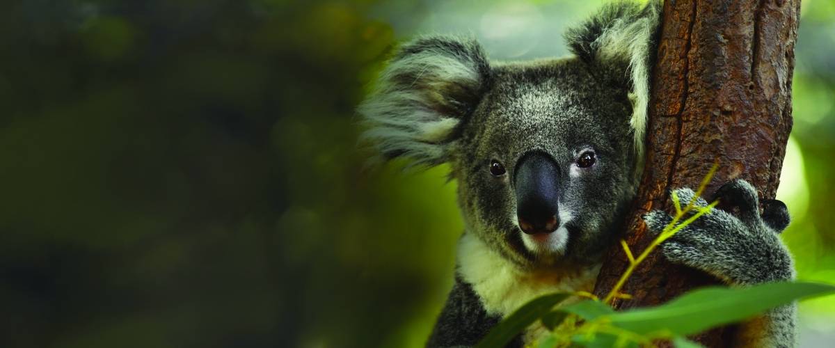 Koala in a tree