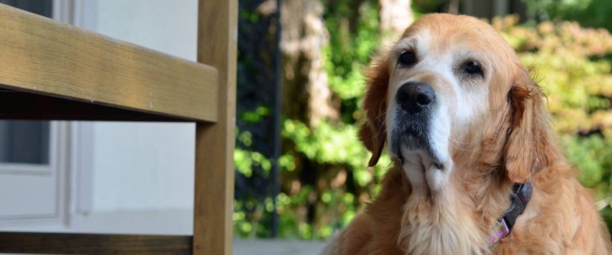 Keeping Canine Cognitive Dysfunction At Bay Morris Animal Foundation
