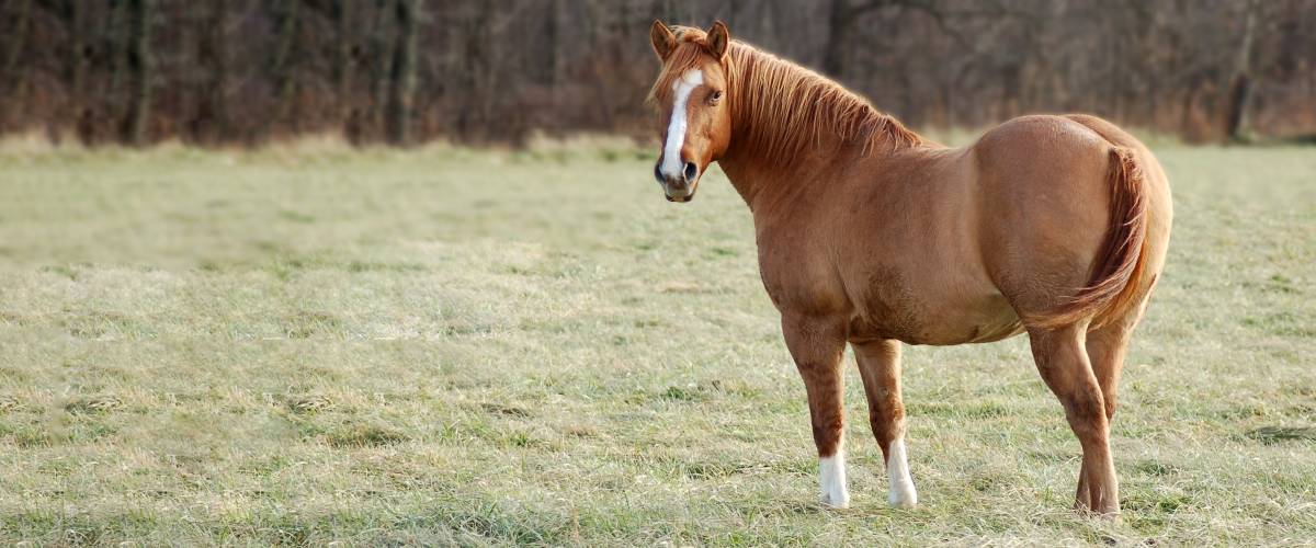 Horse in a field