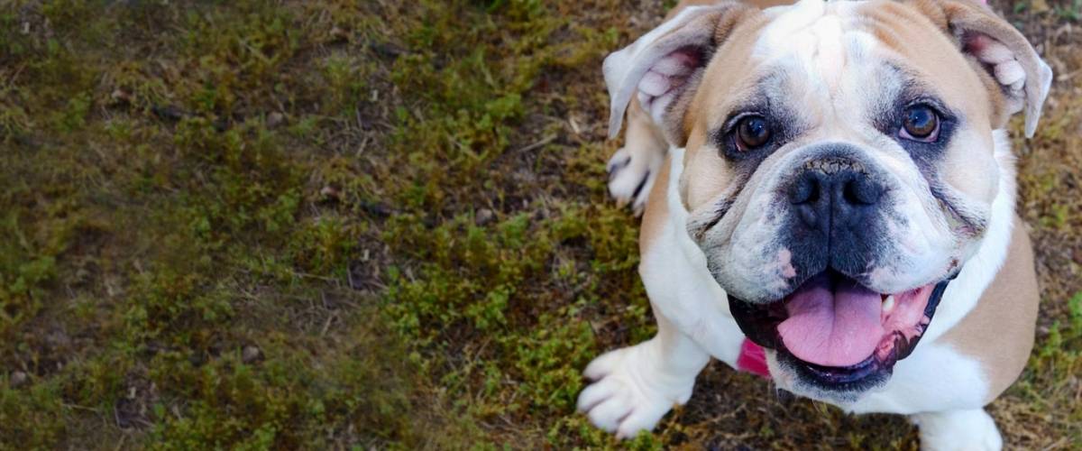 The Most Common Health Issues With English Bulldogs – Forbes Advisor