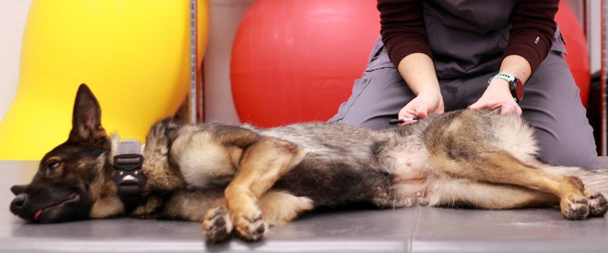 Dog getting treatment for back pain