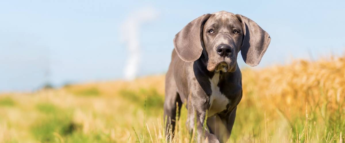 Dog in a field