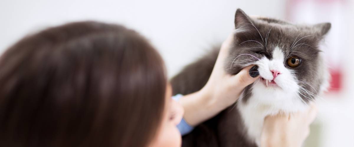 Veterinarian looking at cat's teeth