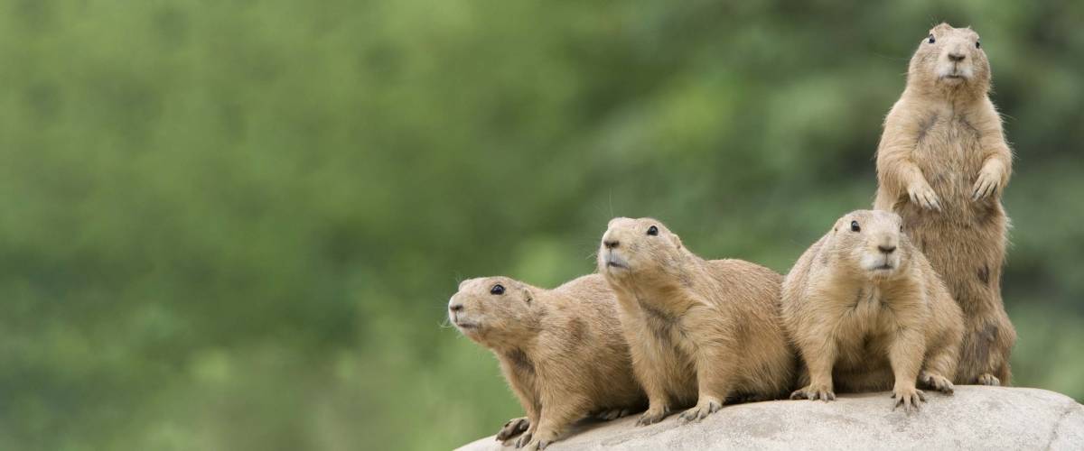 Prairie Dogs