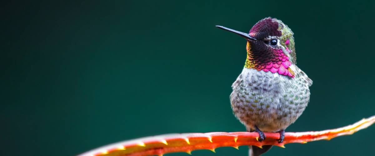 Hummingbird