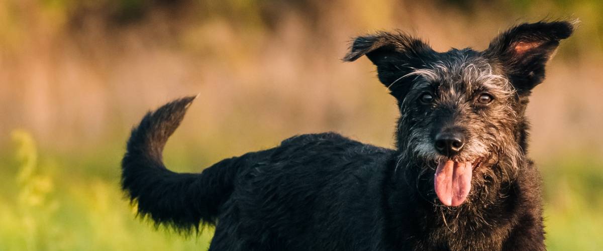 Ow, That Hurts – Osteoarthritis in Dogs and Cats | Morris Animal Foundation Ow, That Hurts – Osteoarthritis in Dogs and Cats | Morris Animal Foundation
