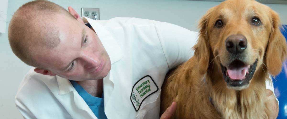 Golden Retriever with a veterinarian