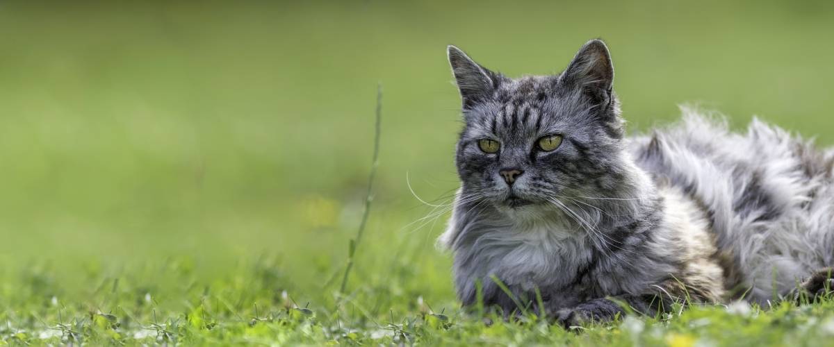 Cat laying in the grass