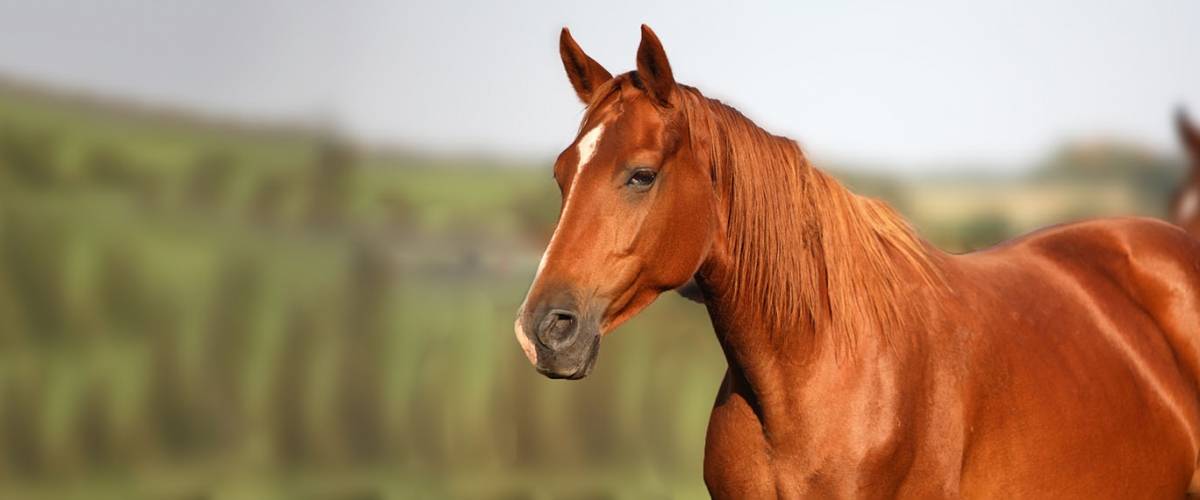 Horse in a field