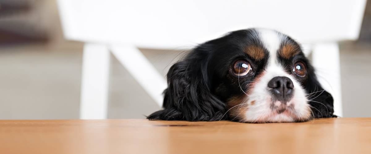 Dog resting head on the table